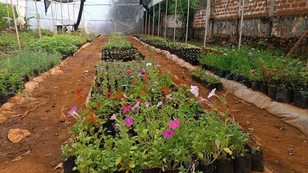 Encarnación se prepara para la primavera con ornamentación floral