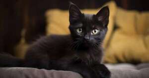 Diario HOY | Ciudad española prohíbe adoptar gatos negros en Halloween
