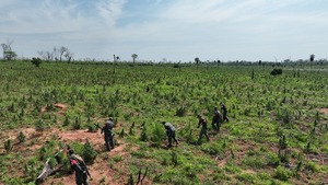 Operación CUT golpea fuerte al narcotráfico en el norte del país - ADN Digital