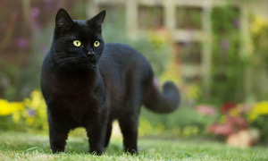 Prohíben adopción de gatos negros en España por miedo a rituales de Halloween - OviedoPress