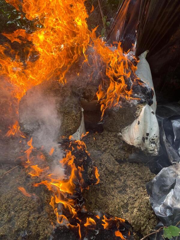 Popular / Antinarcóticos arrasa con marihuana ty