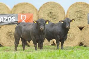Hoy viernes, El Rodeo remata Brangus “superiores en eficiencia y calidad de carne” de Los Lazos