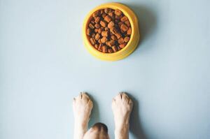 Alimentación en la primera etapa: qué darle a tu cachorro y qué evitar - Mascotas - ABC Color