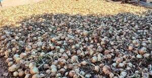 San Pedro del Paraná fortalece sus fincas con cultivos de cebolla, sandía y papa