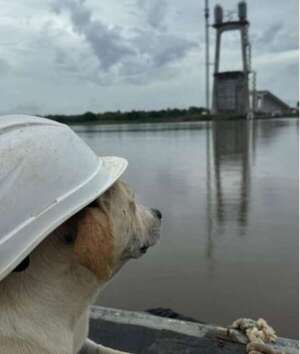 Video: conocé a Rubio, el capataz de la obra del puente Bioceánico - Mascotas - ABC Color