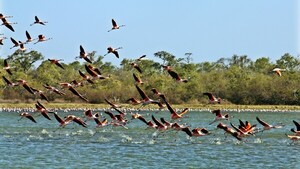 Paraguay será sede de la Feria de Aves de Sudamérica 2026