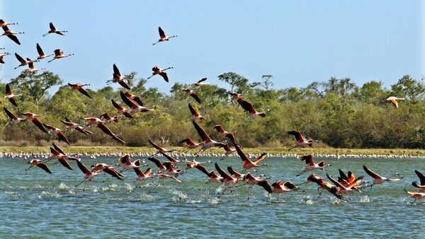 Paraguay será sede de la Feria de Aves de Sudamérica 2026