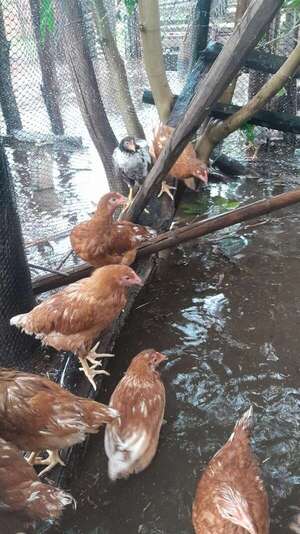Productores de Panchito López en alerta por crecida del río y anegamiento de caminos - Nacionales - ABC Color