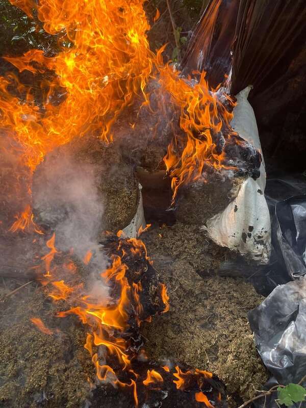 Incineran 600 kilos de marihuana en Amambay - Policiales - ABC Color