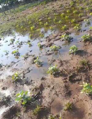 Preocupación en Ñeembucú por consecuencias de intensas lluvias en  campos de cultivo y de ganado - Nacionales - ABC Color