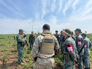 Desarticulan complejos narcos y eliminan más de 114 toneladas de marihuana en Concepción
