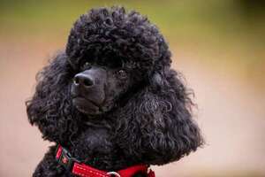 Los secretos del pelaje rizado en perros: genética y cuidado esencial - Mascotas - ABC Color