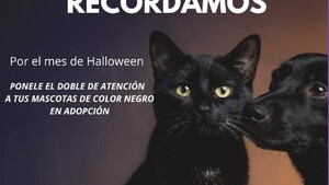 Alerta Halloween: Gatos, perros y gallos negros están en peligro