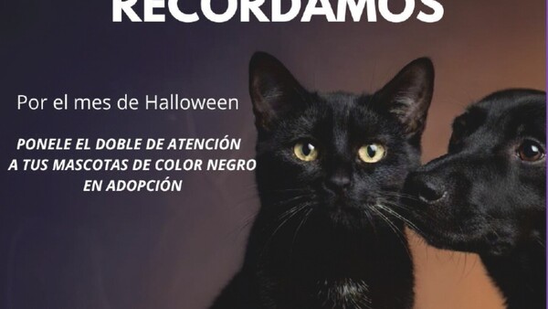 Alerta Halloween: Gatos, perros y gallos negros están en peligro