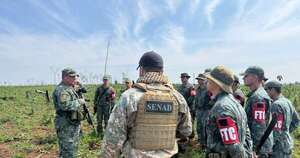 La Nación / Concepción: Senad y Codi eliminaron más de 114 toneladas de marihuana