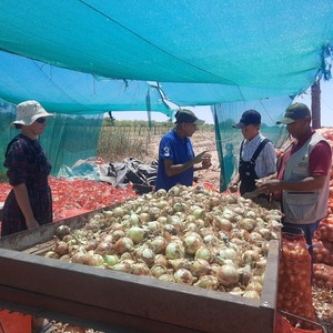 Productor del Chaco Central cosecha 30 hectáreas de cebolla con acompañamiento técnico del MAG - ADN Digital