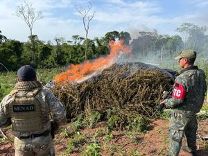 SENAD y CODI eliminan más de 114 toneladas de marihuana en Concepción - Concepción al Día