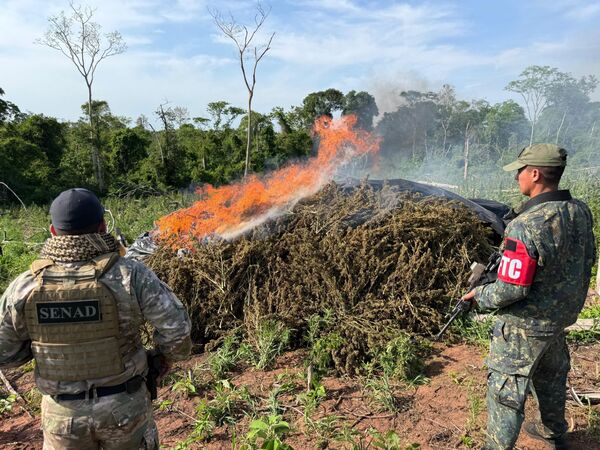SENAD y CODI eliminan más de 114 toneladas de marihuana en Concepción - Concepción al Día