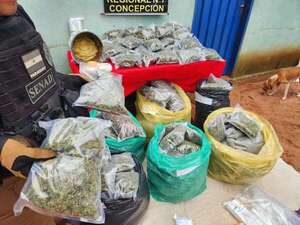 Tacuatí: Senad desmantela centro de acopio de marihuana “skunk”  - Policiales - ABC Color