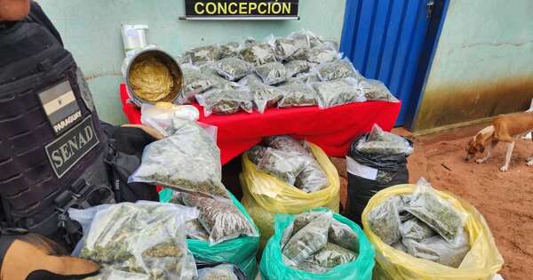 La Nación / Tacuatí: desmantelan centro de acopio y producción de marihuana de alta pureza