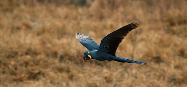 "Capturando al Cerrado" se proyecta en la Alianza Francesa