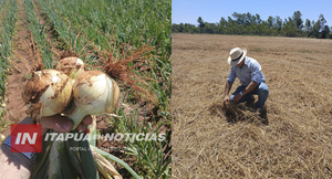 LA AGRICULTURA SE FORTALECE EN ITAPÚA CON EXITOSO CULTIVO EN GRAL DELGADO