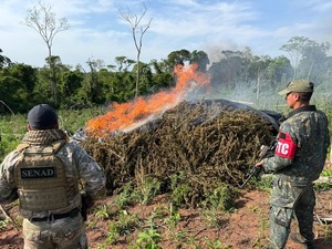 Destruyen más de 48 toneladas de marihuana y desmantelan campamentos en Concepción
