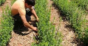 La Nación / Producción de stevia en Paraguay muestra signos de recuperación y expansión