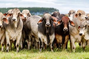 Esta noche, Las Talas y El Rodeo rematan más de 200 reproductores machos y hembras Brahman