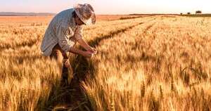 La Nación / Dinamismo en el campo: recuperación del sector primario impulsa dinámica positiva en la economía