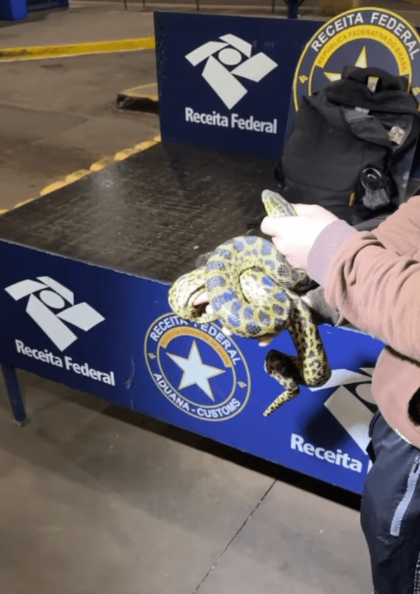 Un brasileño intentó llevar a São Paulo varios animales exóticos