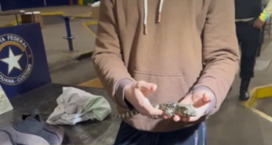 Detienen a brasileño con reptiles comprados en Paraguay