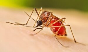 Paraguay recibirá primer lote de vacunas contra el dengue antes de fin de año