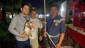 Bomberos de Ypané rescataron a una michi que quedó atrapada en un árbol