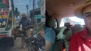 Viajó con su oveja en el micro y se volvió viral: “Es un pasajero más”