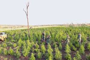 “Ecocidio”: Senad revela cantidad de bosques devastados a causa del narcotráfico - Policiales - ABC Color