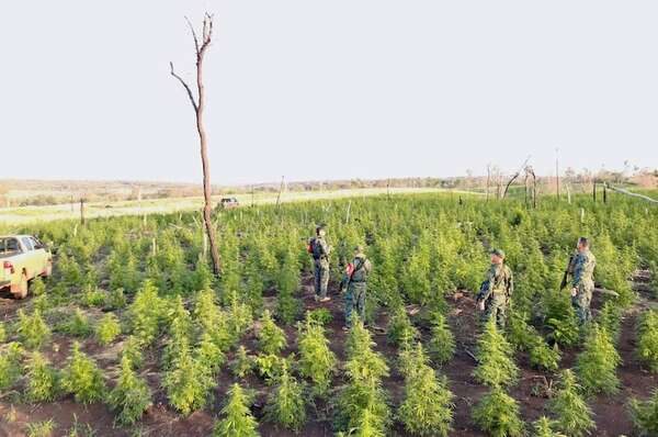 “Ecocidio”: Senad revela cantidad de bosques devastados a causa del narcotráfico - Policiales - ABC Color