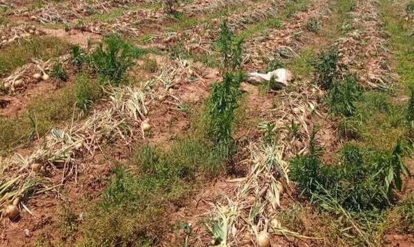 Pequeños productores siguen tirando la cosecha y organizan una movilización a nivel nacional - Nacionales - ABC Color