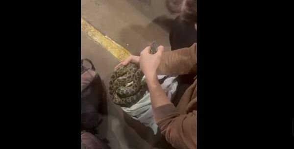 Popular / Mba'epiko: Incautaron animales exóticos en la cabecera del Puente de la Amistad