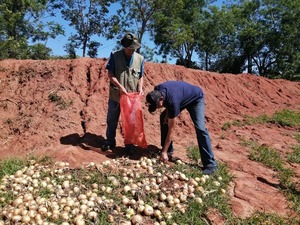 Primero de Marzo: productores reciben certificación oficial y comercializarán cebollas para “Hambre Cero” - ADN Digital
