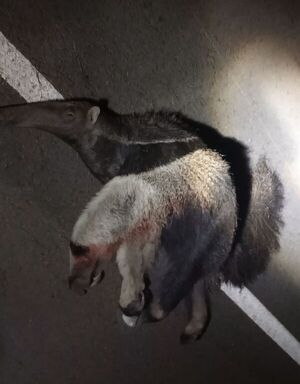 Matan a dos osos hormigueros a orillas de la ruta PY22 - Concepción al Día