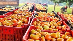 El precio del tomate volvería a normalizarse esta semana
