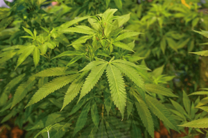 Cannabis Legal: Productores ganarían 400 millones por hectárea