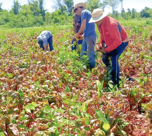 Remolacha y Arveja: Nuevos Cultivos que Impulsan Alto Paraná