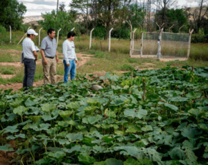 Pequeños productores tiran cosechas y preparan movilización - Portal Digital Cáritas Universidad Católica