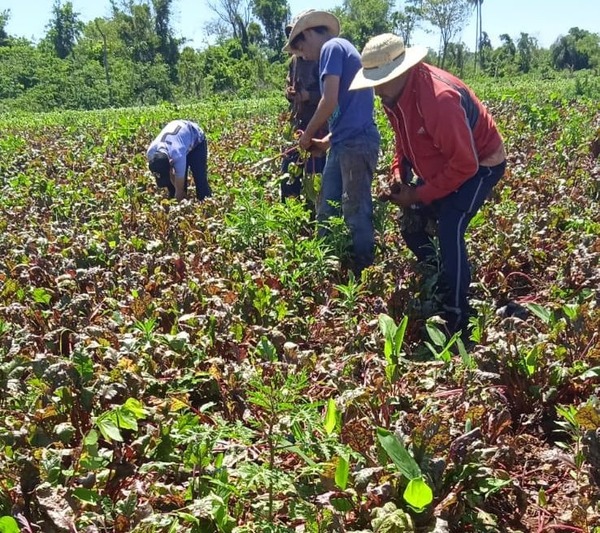 Pequeños productores del norte impulsan la diversificación agrícola