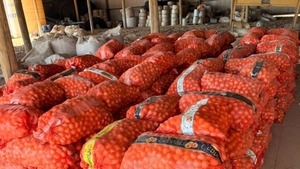 DNIT justifica procedimiento tras incautación de 90 toneladas de cebolla en el Chaco - ADN Digital