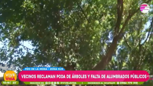 Vecinos denuncian falta de poda en árboles y más alumbrados públicos