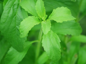 Producción de stevia crece tras años difíciles