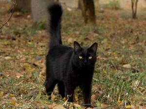 ¡Advierten que los gatos negros corren peligro en estos días por Halloween!